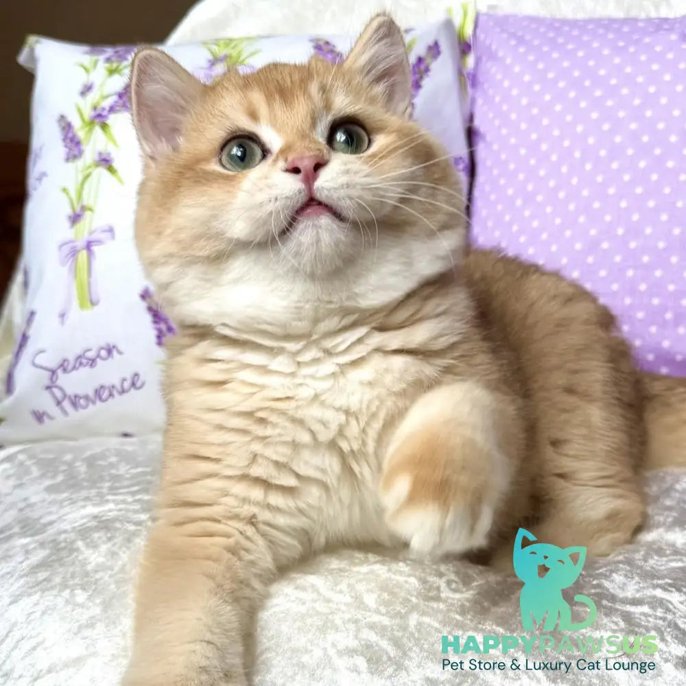 Billy British Shorthair male black golden chinchilla - live animals