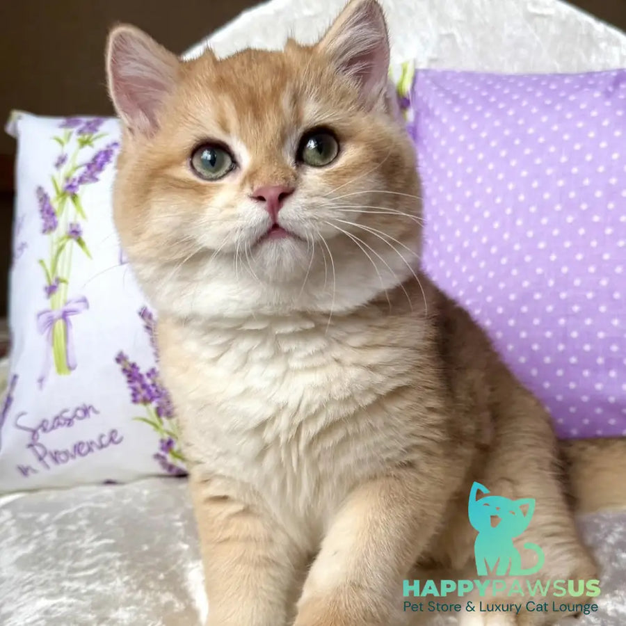 Billy British Shorthair male black golden chinchilla - live animals