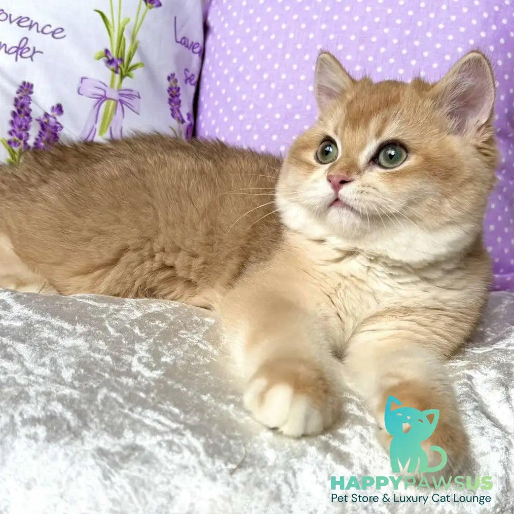 Billy British Shorthair male black golden chinchilla - live animals