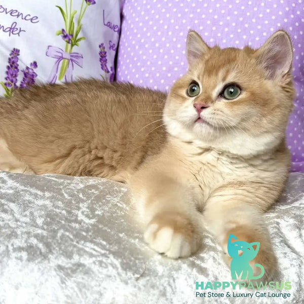 Billy British Shorthair male black golden chinchilla - live animals
