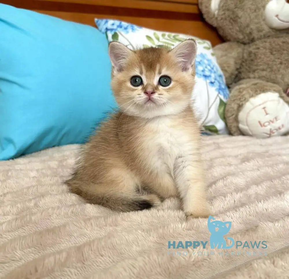 Billy British Shorthair male black golden shaded live animals