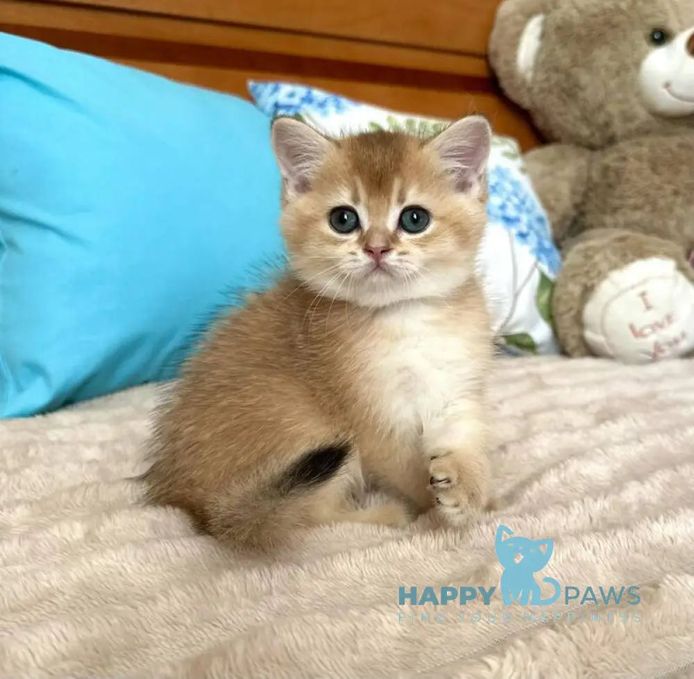 Billy British Shorthair male black golden shaded live animals