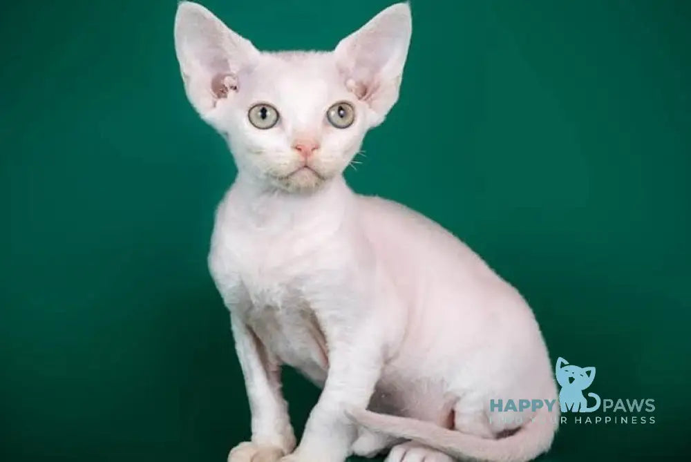 Billy Devon Rex male white live animals