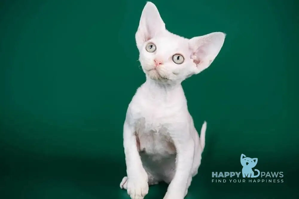 Billy Devon Rex male white live animals