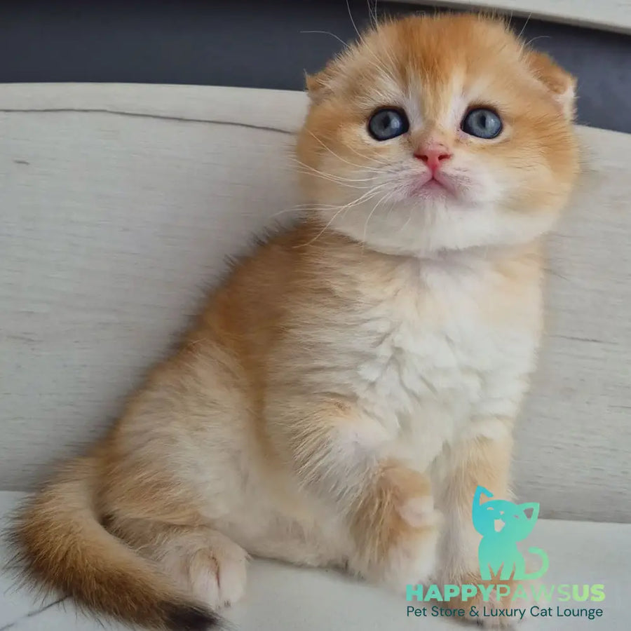 Billy Scottish Fold male black golden chinchilla - live animals