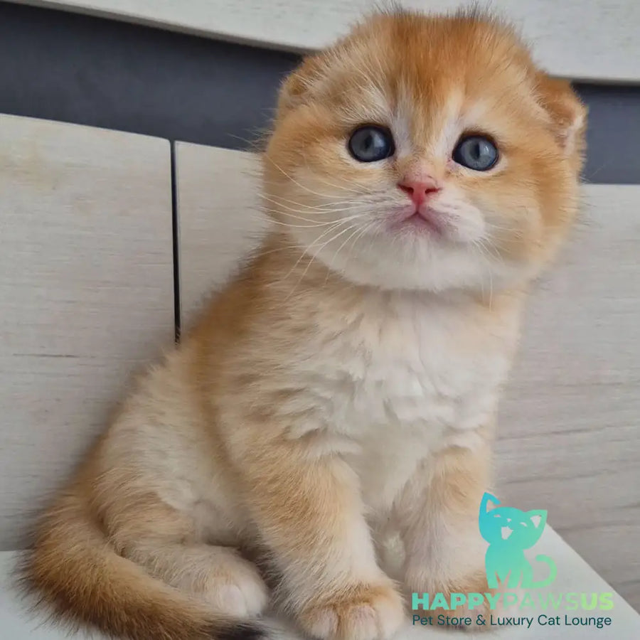 Billy Scottish Fold male black golden chinchilla - live animals