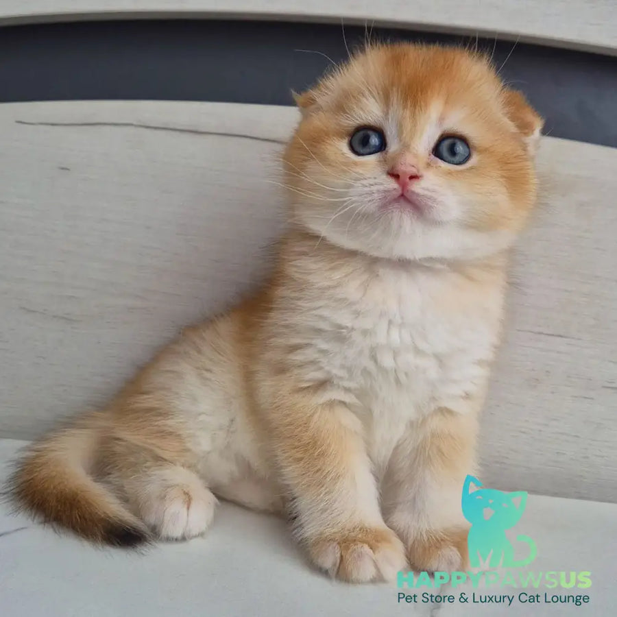 Billy Scottish Fold male black golden chinchilla - live animals