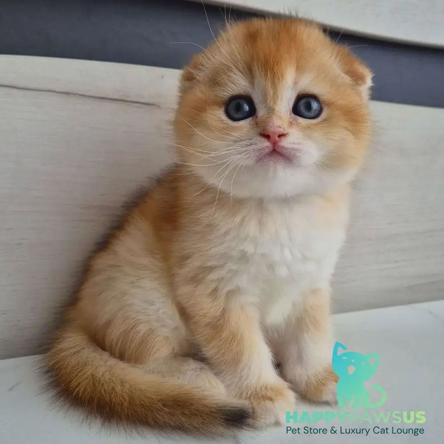 Billy Scottish Fold male black golden chinchilla - live animals