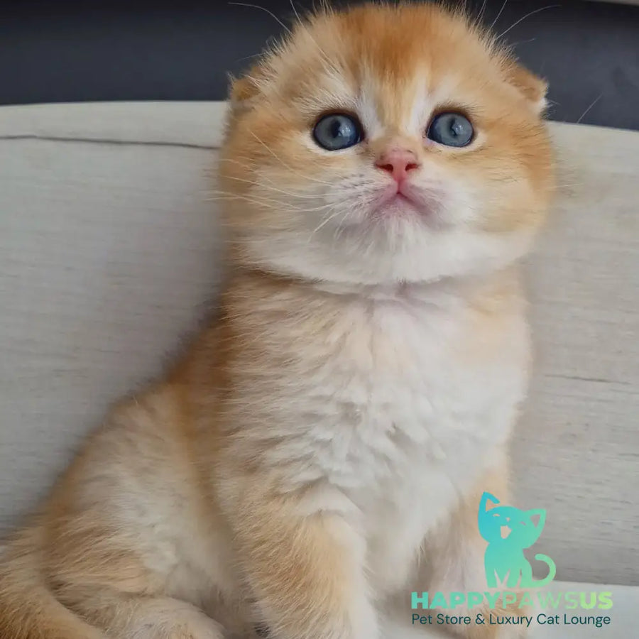 Billy Scottish Fold male black golden chinchilla - live animals