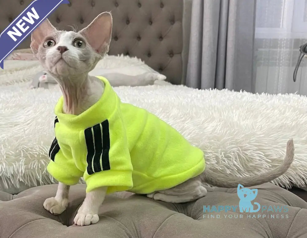Bimbo Devon Rex male blue live animals
