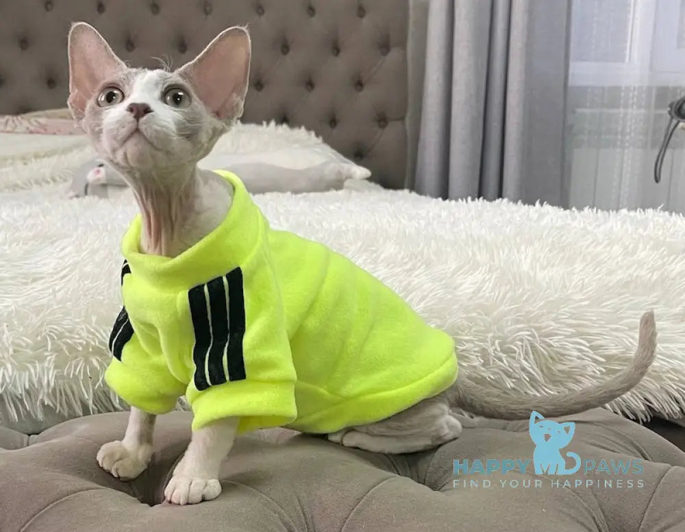 Bimbo Devon Rex male blue live animals