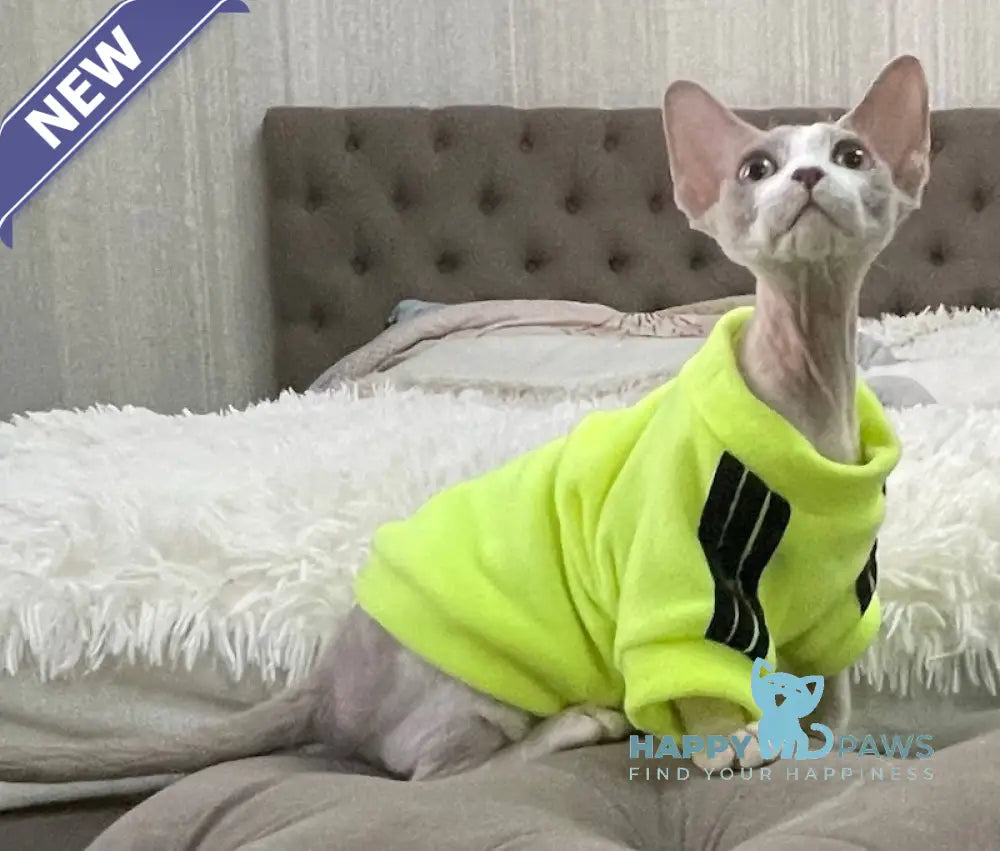 Bimbo Devon Rex male blue live animals