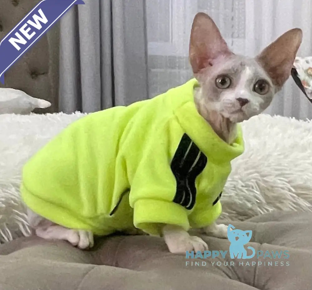 Bimbo Devon Rex male blue live animals