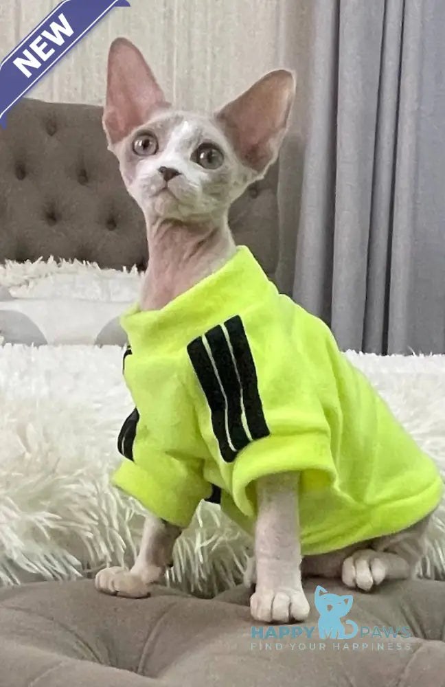 Bimbo Devon Rex male blue live animals