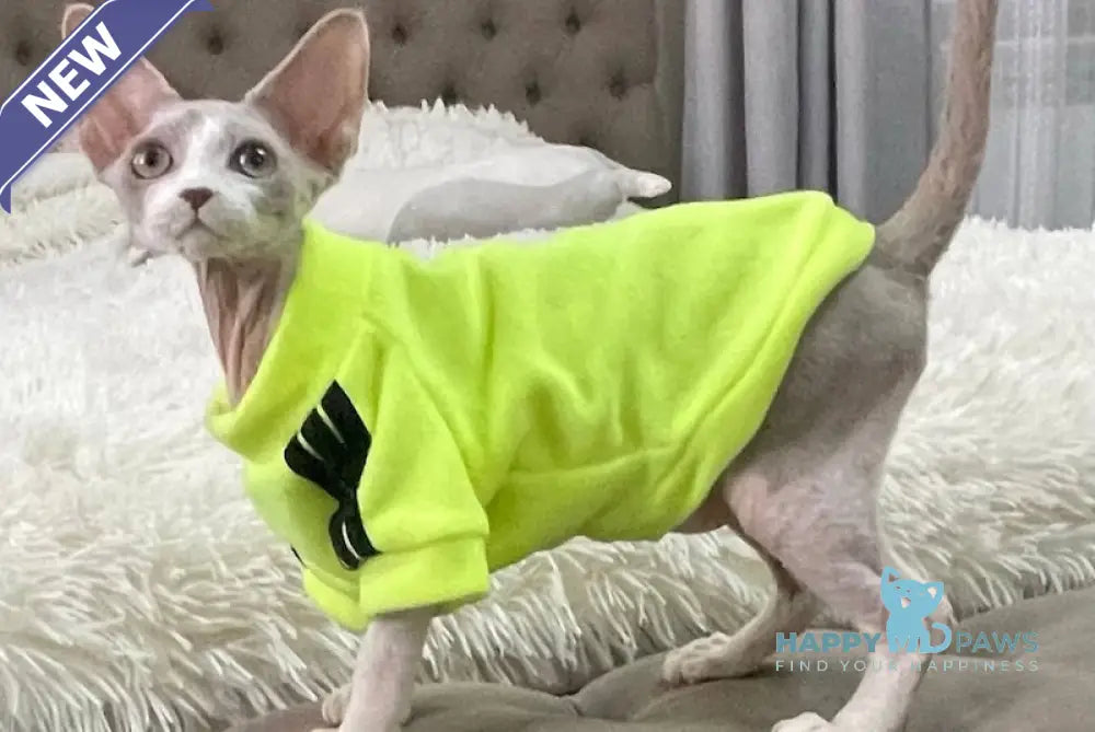 Bimbo Devon Rex male blue live animals