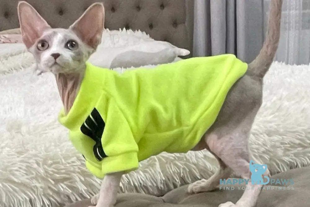 Bimbo Devon Rex male blue live animals