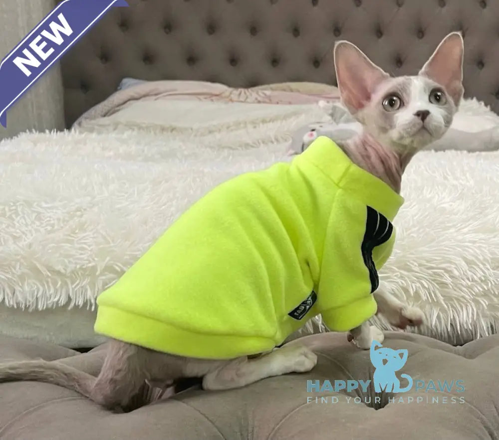 Bimbo Devon Rex male blue live animals