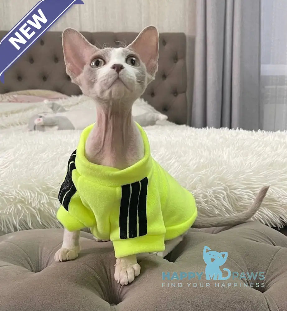 Bimbo Devon Rex male blue live animals