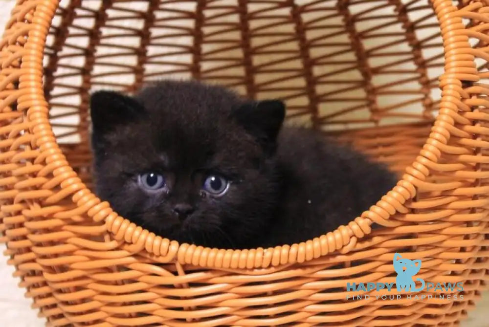 BimBom British Shorthair male black live animals