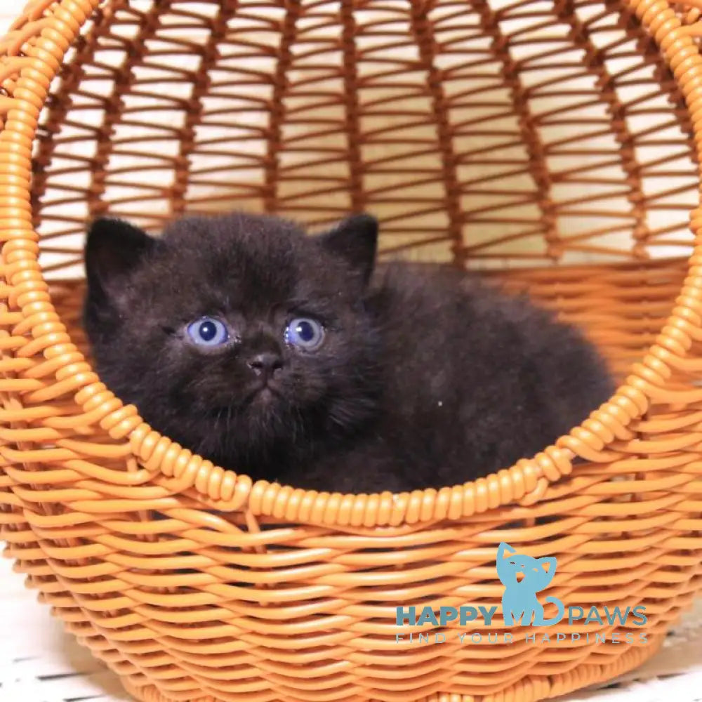 BimBom British Shorthair male black live animals