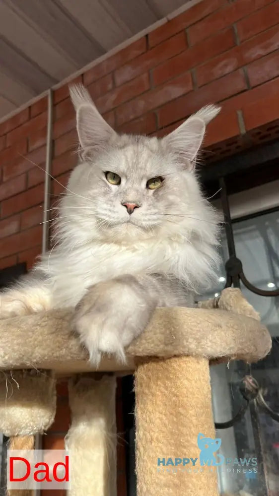 Bimboo Maine Coon female black silver ticked tabby live animals