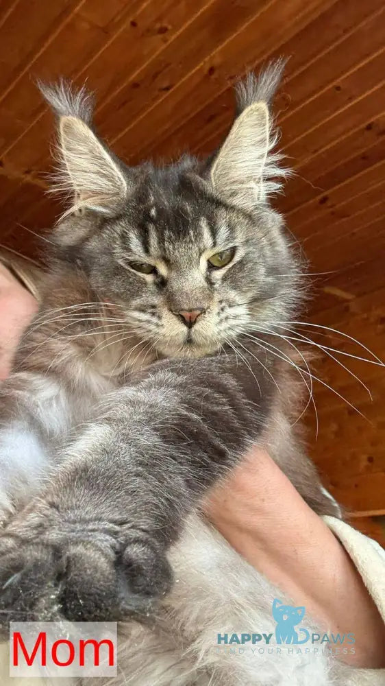 Bimboo Maine Coon female black silver ticked tabby live animals