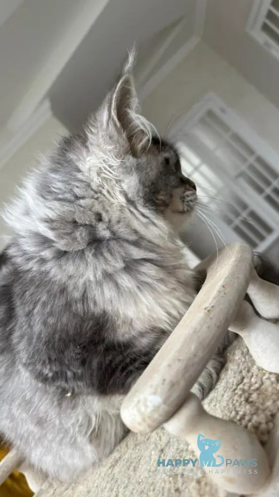 Bimboo Maine Coon female black silver ticked tabby live animals