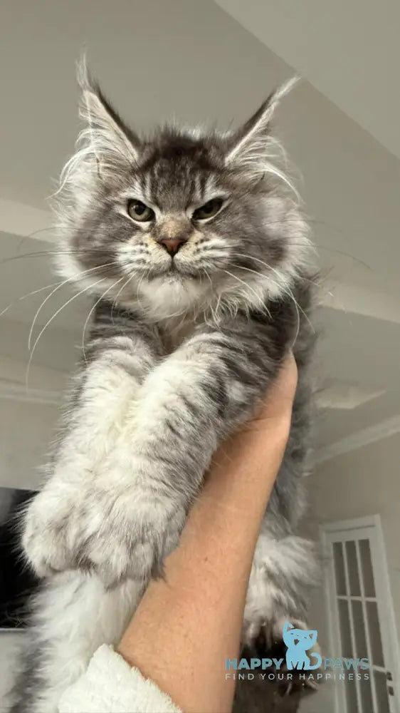 Bimboo Maine Coon female black silver ticked tabby live animals