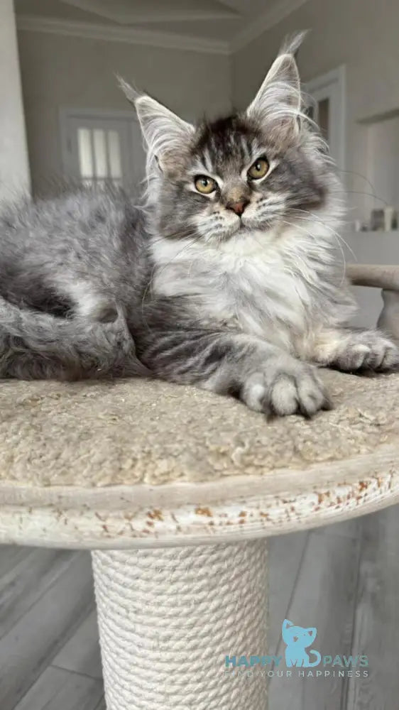 Bimboo Maine Coon female black silver ticked tabby live animals