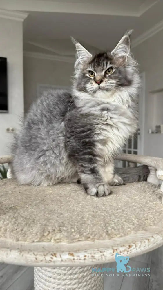 Bimboo Maine Coon female black silver ticked tabby live animals