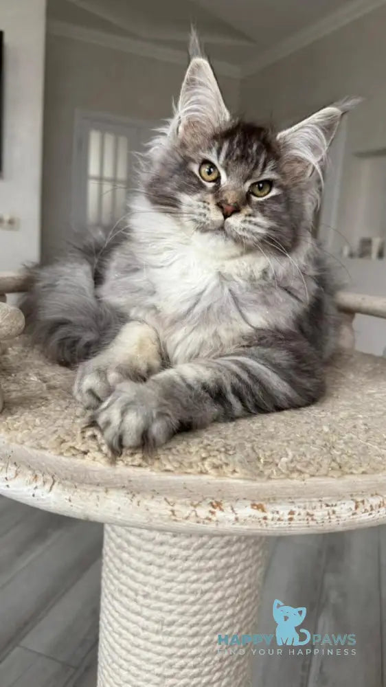 Bimboo Maine Coon female black silver ticked tabby live animals