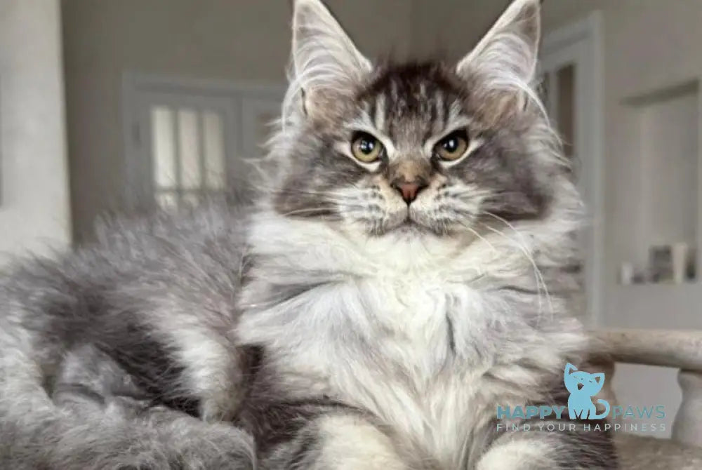 Bimboo Maine Coon female black silver ticked tabby live animals