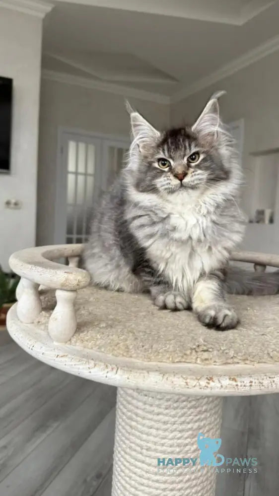 Bimboo Maine Coon female black silver ticked tabby live animals