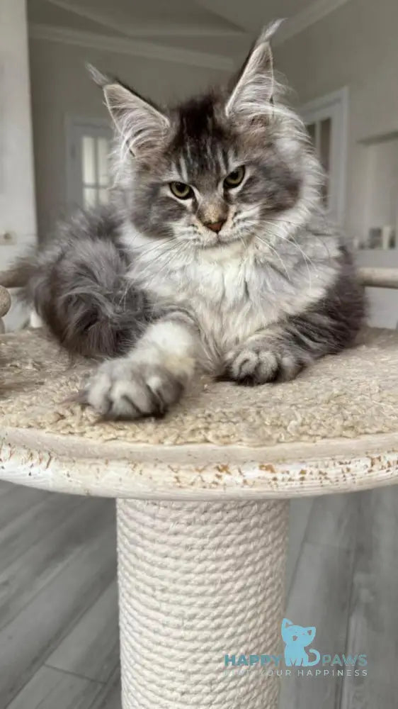 Bimboo Maine Coon female black silver ticked tabby live animals