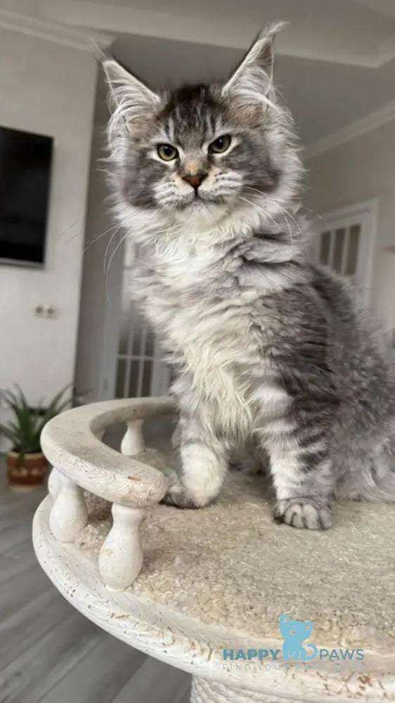 Bimboo Maine Coon female black silver ticked tabby live animals