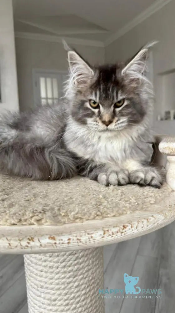 Bimboo Maine Coon female black silver ticked tabby live animals