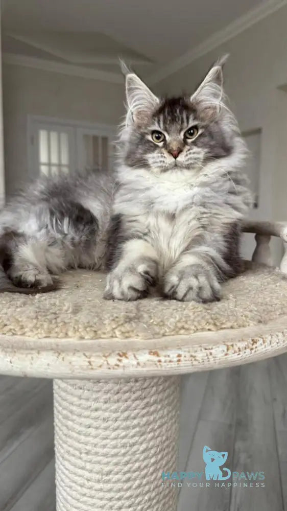 Bimboo Maine Coon female black silver ticked tabby live animals