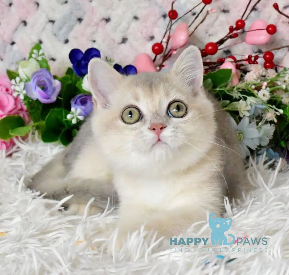 Bingo British Shorthair male blue golden shaded live animals