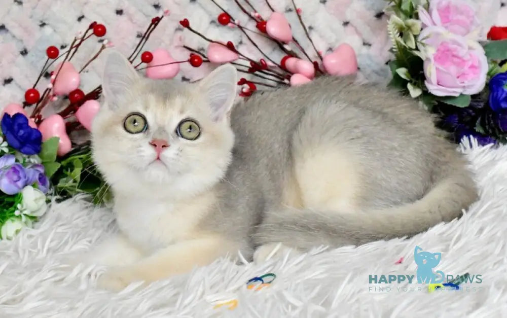 Bingo British Shorthair male blue golden shaded live animals