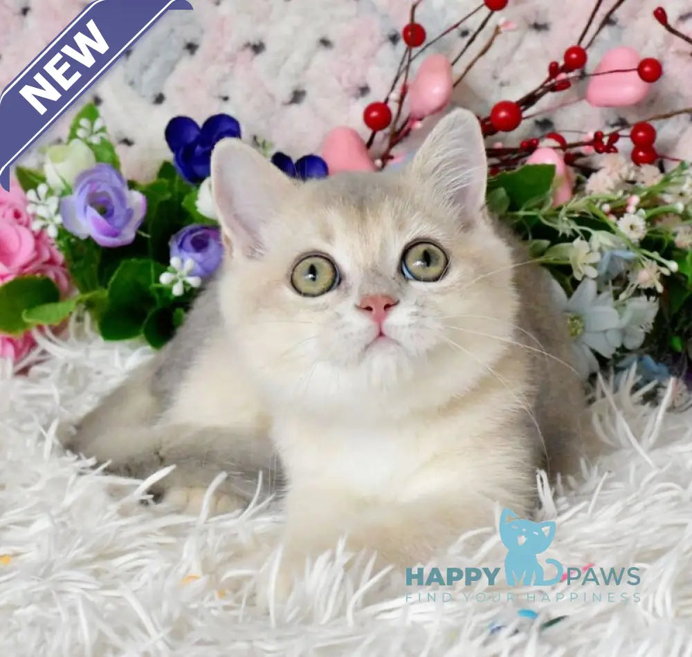 Bingo British Shorthair male blue golden shaded live animals