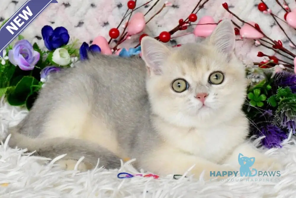 Bingo British Shorthair male blue golden shaded live animals