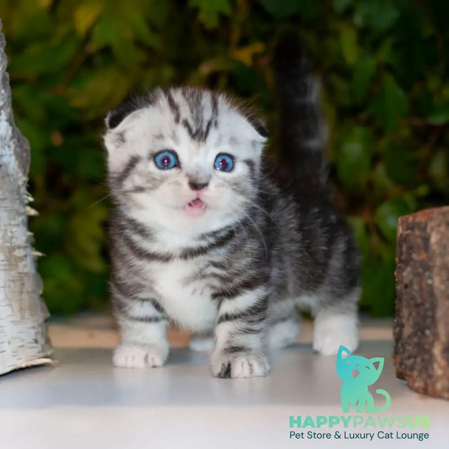 Bingo Munchkin male black silver tabby - live animals