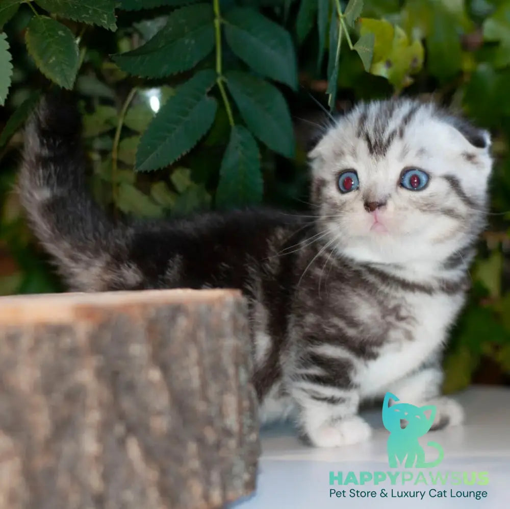 Bingo Munchkin male black silver tabby - live animals