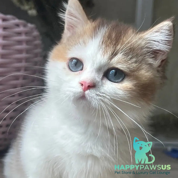 Bingo Munchkin male chocolate ticked tabby harlequin - live animals