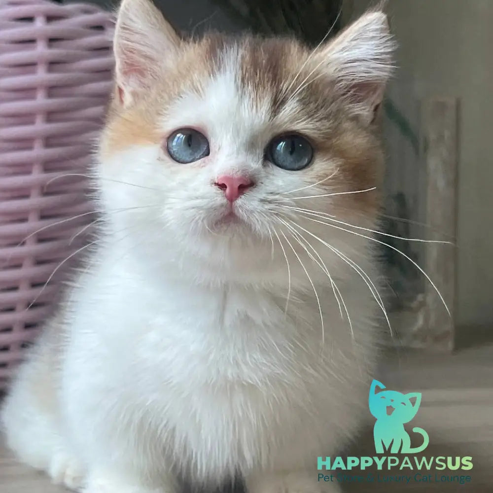 Bingo Munchkin male chocolate ticked tabby harlequin - live animals