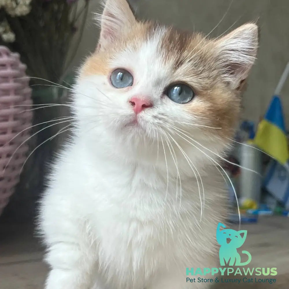 Bingo Munchkin male chocolate ticked tabby harlequin - live animals