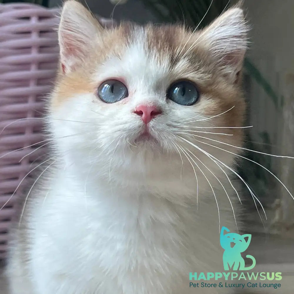 Bingo Munchkin male chocolate ticked tabby harlequin - live animals