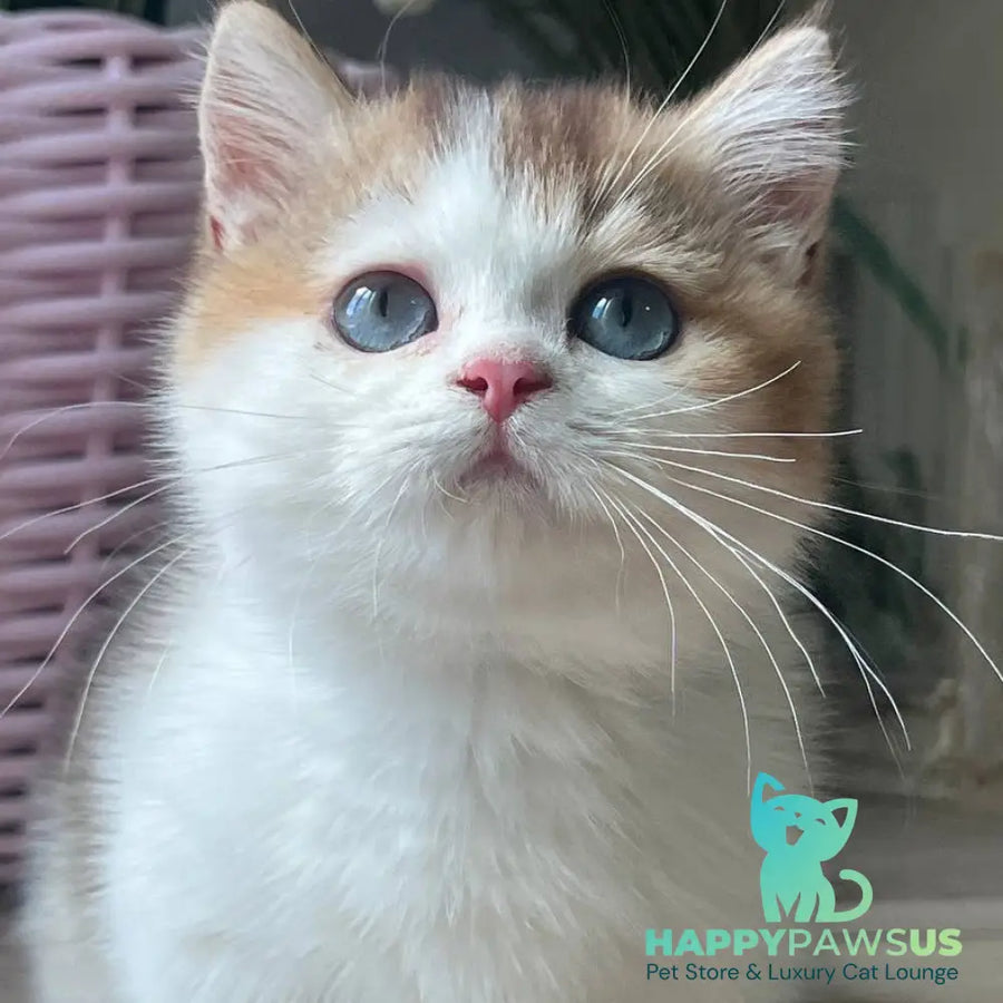 Bingo Munchkin male chocolate ticked tabby harlequin - live animals