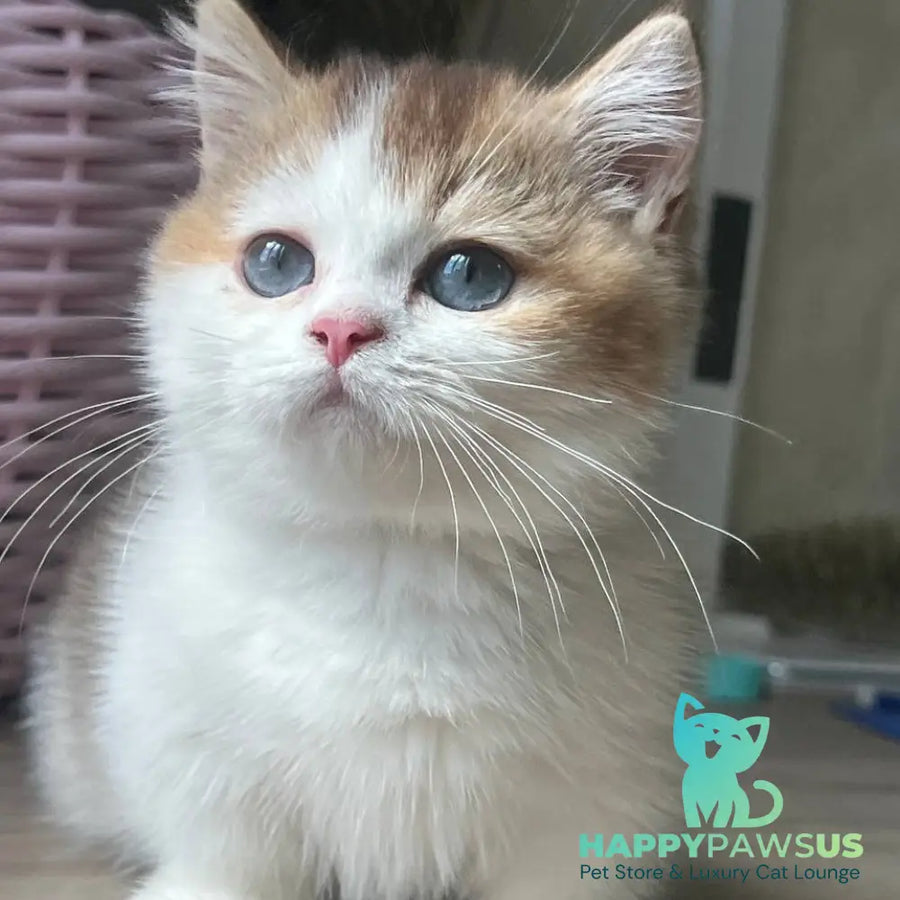 Bingo Munchkin male chocolate ticked tabby harlequin - live animals