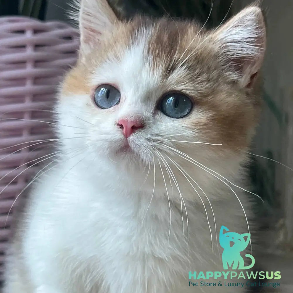 Bingo Munchkin male chocolate ticked tabby harlequin - live animals